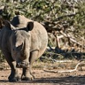 Kruger 431 copia